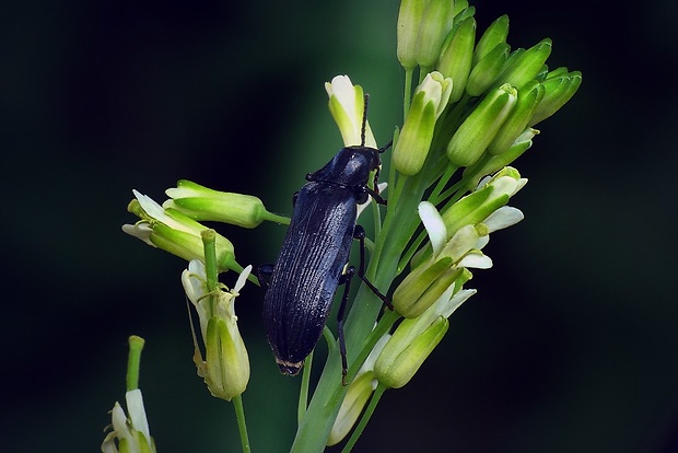 lenec (cz) Melandrya dubia (Schaller, 1783)