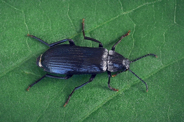 lenec (cz) Melandrya dubia (Schaller, 1783)