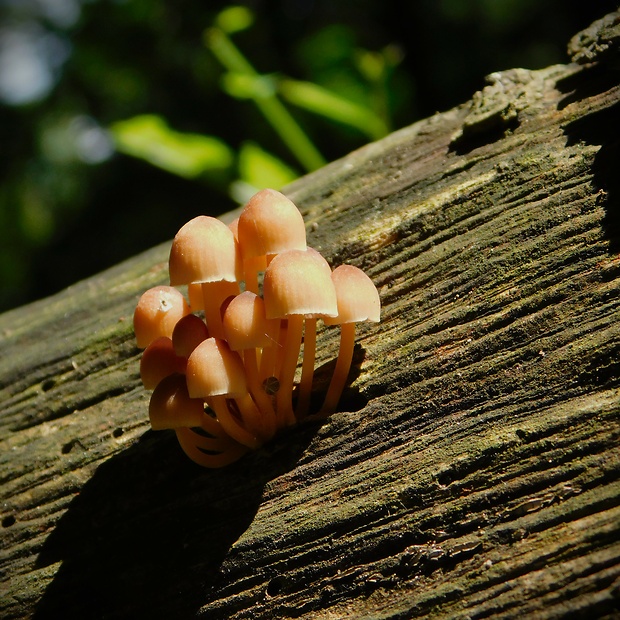 prilbička žltohlúbiková Mycena renati Quél.