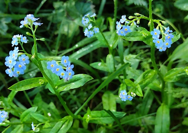 nezábudka močiarna Myosotis scorpioides L.