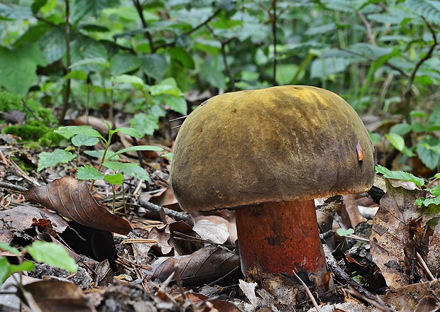 hríb zrnitohlúbikový Sutorius luridiformis (Rostk.) G. Wu & Zhu L. Yang