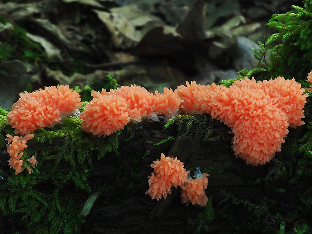 jahodník sasankovitý Tubifera ferruginosa (Batsch) J.F. Gmel.