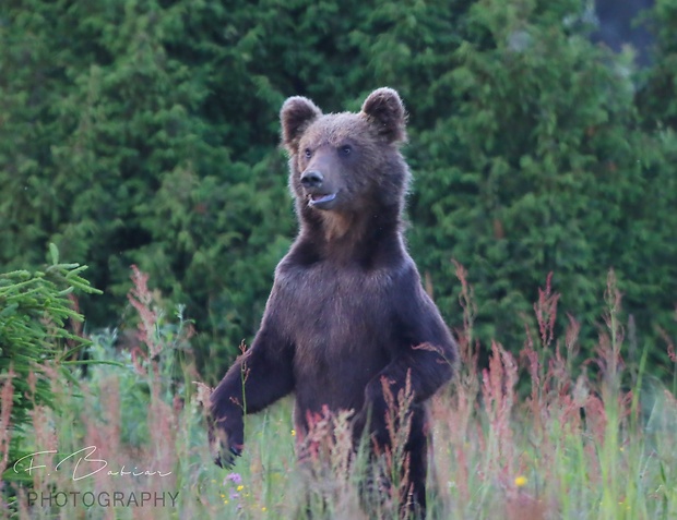 medveď hnedý  Ursus arctos