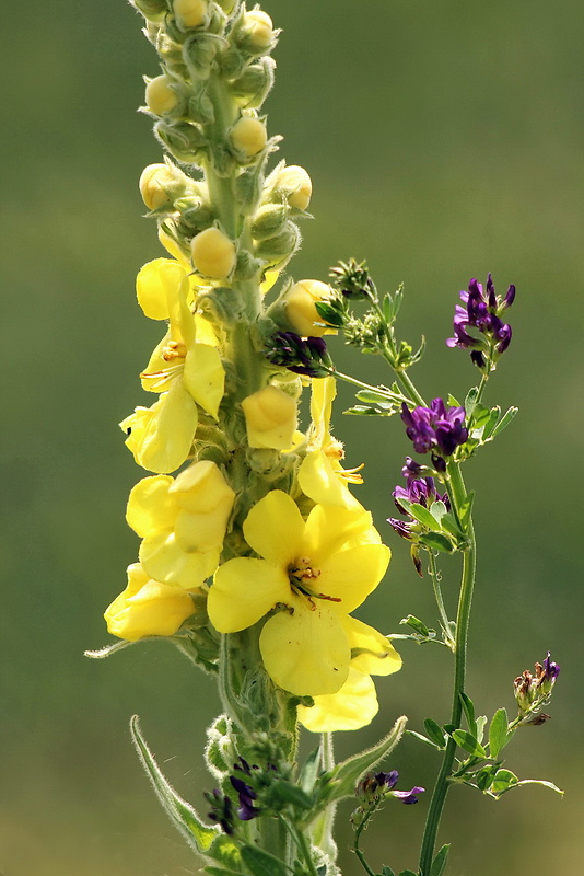 divozel veľkokvetý Verbascum densiflorum Bertol.