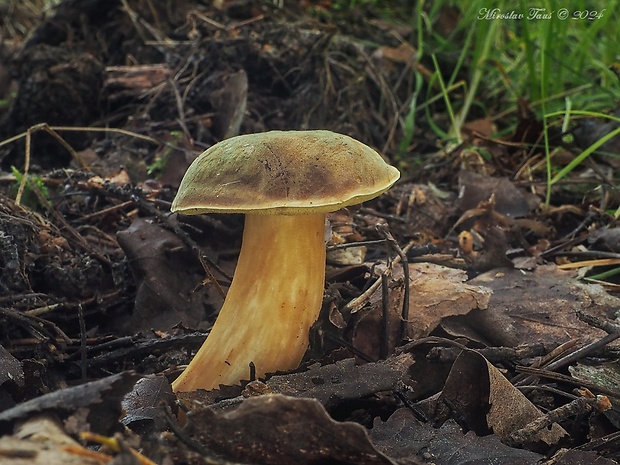 suchohríb červenohnedý Xerocomus ferrugineus (Kuntze) Singer