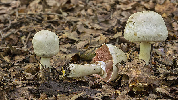 pečiarka páchnuca Agaricus xanthodermus Genev.