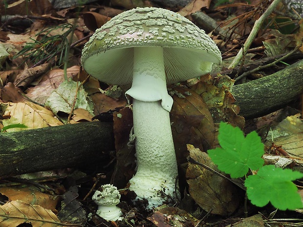 muchotrávka hrubá Amanita excelsa (Fr.) Bertill.