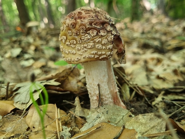 muchotrávka červenkastá Amanita rubescens Pers.