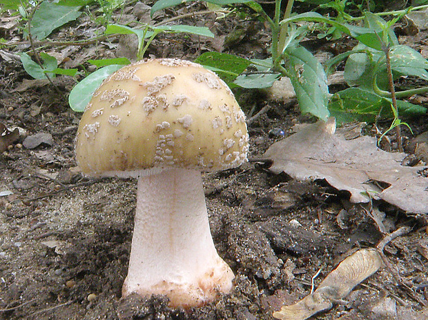 muchotrávka červenkastá Amanita rubescens Pers.