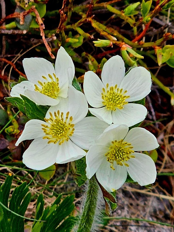 veternica narcisokvetá Anemone narcissiflora L.