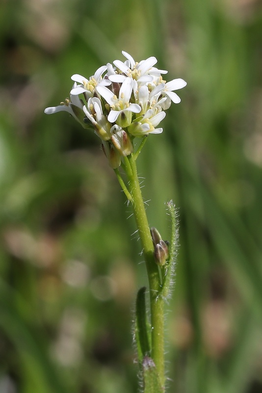 arábka chlpatá Arabis hirsuta (L.) Scop.