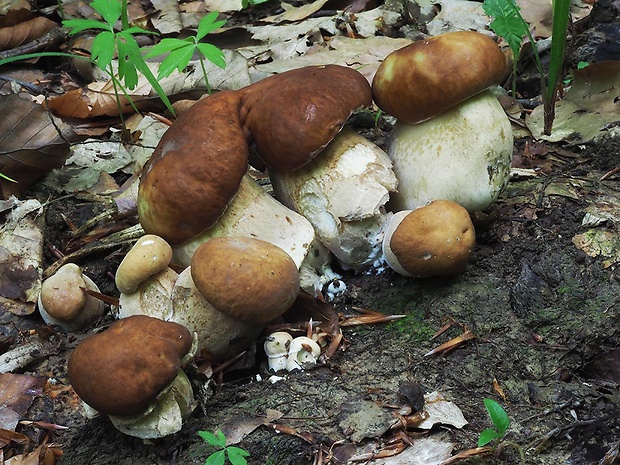 hríb dubový Boletus reticulatus Schaeff.