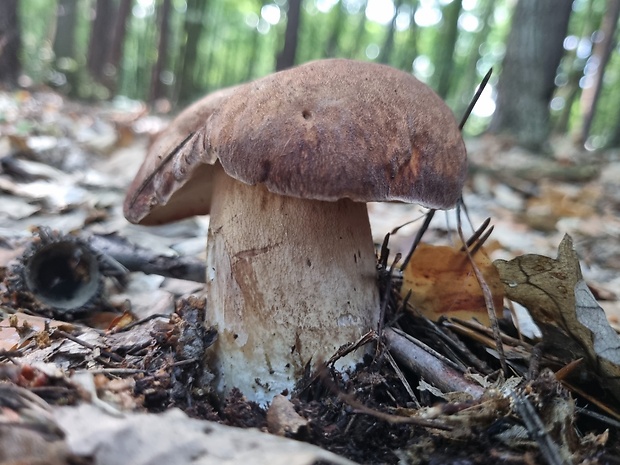 hríb dubový Boletus reticulatus Schaeff.