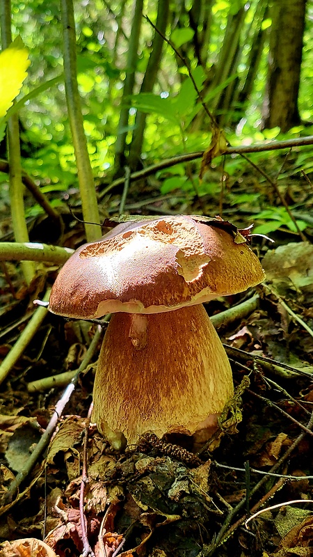 hríb dubový Boletus reticulatus Schaeff.