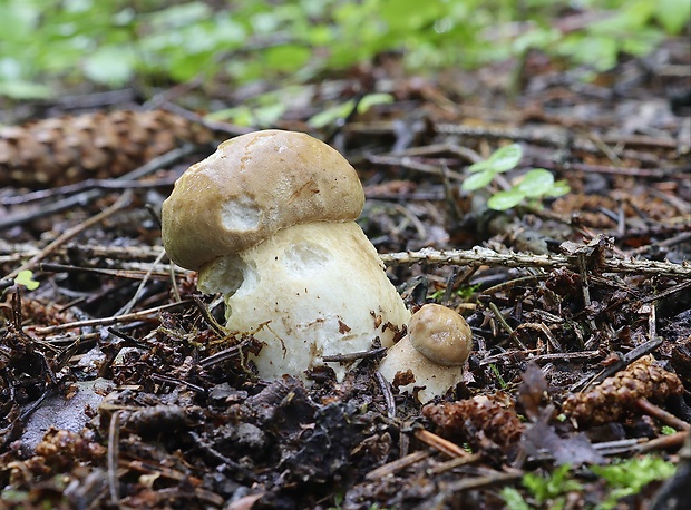 hríb dubový Boletus reticulatus Schaeff.