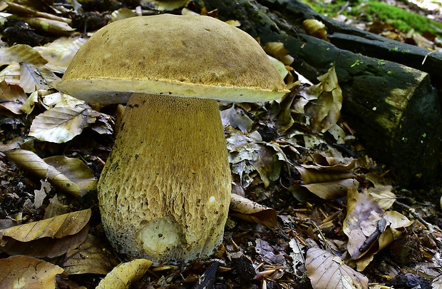 hríb dubový Boletus reticulatus Schaeff.