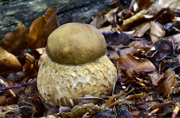 hríb dubový Boletus reticulatus Schaeff.