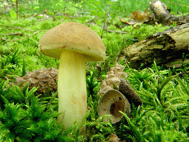 suchohríb plstnatý Boletus subtomentosus L.