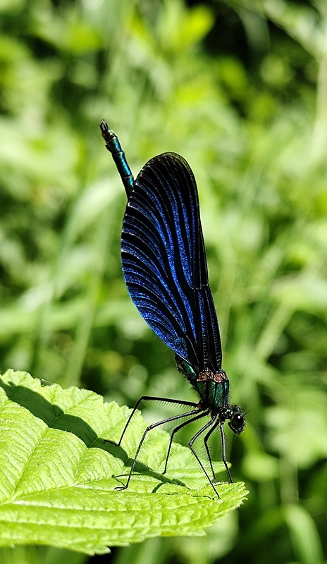 hadovka obyčajná  Calopteryx virgo