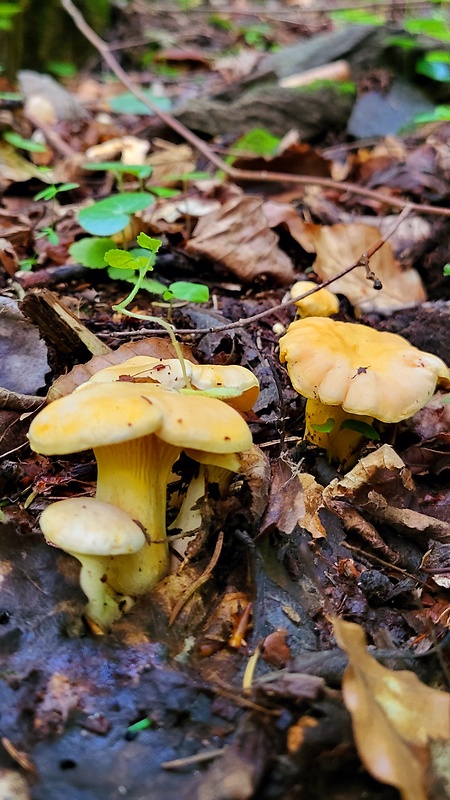 kuriatko bledé Cantharellus pallens Pilát