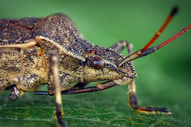 obrubnica (sk) / vroubenka tenkorohá (cz) Ceraleptus gracilicornis (Herrich-Schäffer, 1835)