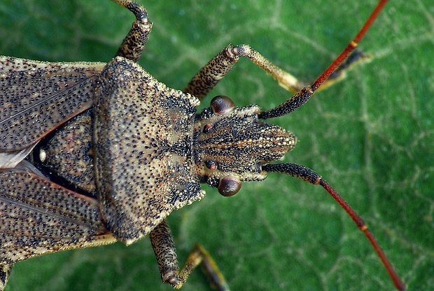 obrubnica (sk) / vroubenka tenkorohá (cz) Ceraleptus gracilicornis (Herrich-Schäffer, 1835)