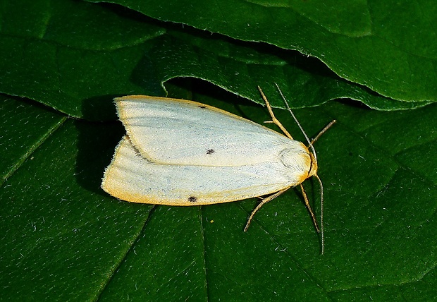 lišajníkovec belavý Cybosia mesomella