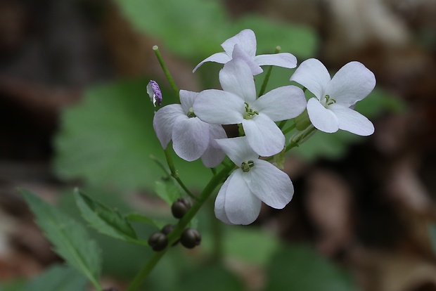 zubačka cibuľkonosná Dentaria bulbifera L.