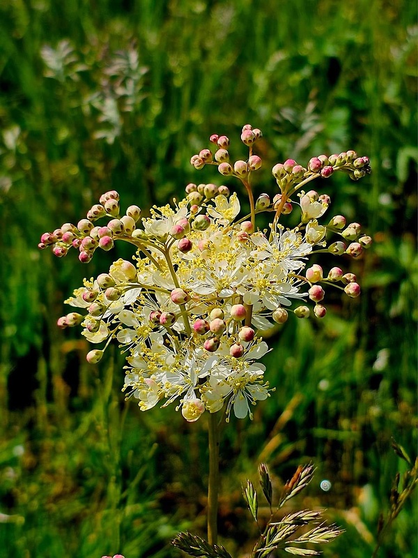 túžobník obyčajný Filipendula vulgaris Moench