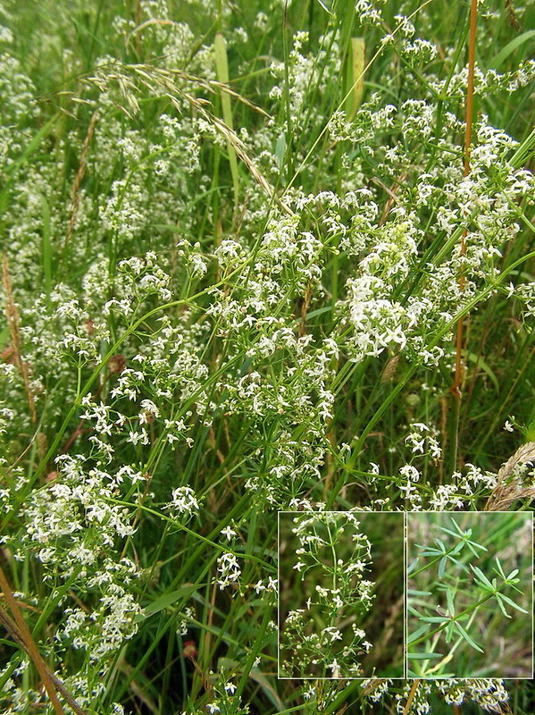 lipkavec biely pravý Galium album  subsp. album