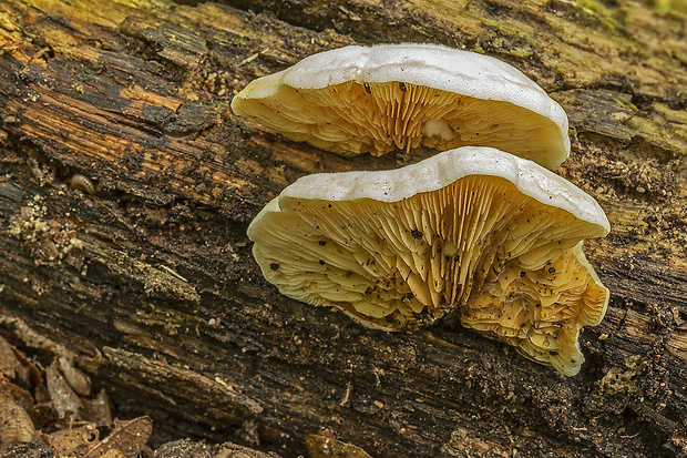 lastúrka Hohenbuehelia sp.