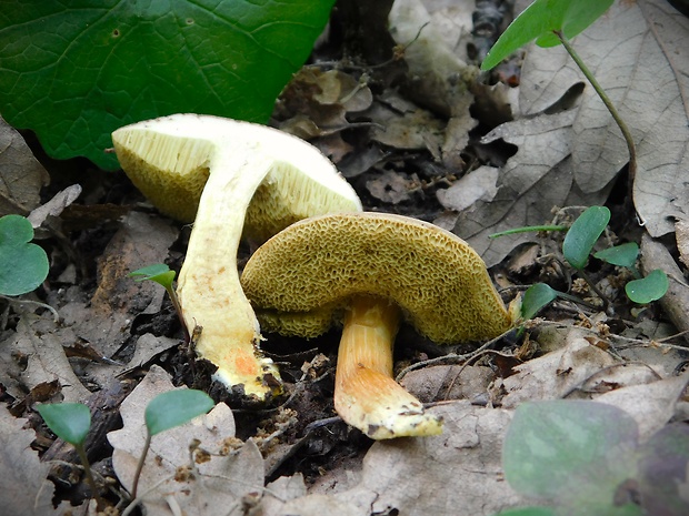 suchohríb Engelov Hortiboletus engelii (Hlaváček) Biketova & Wasser