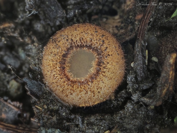 humária polguľovitá Humaria hemisphaerica (F.H. Wigg.) Fuckel