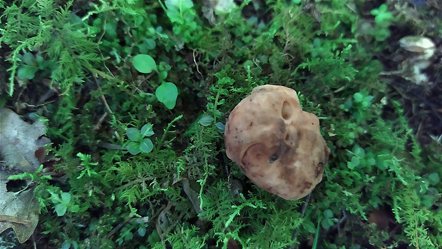 komôrkovka Hydnotrya cubispora (E.A. Bessey & B.E. Thomps.) Gilkey