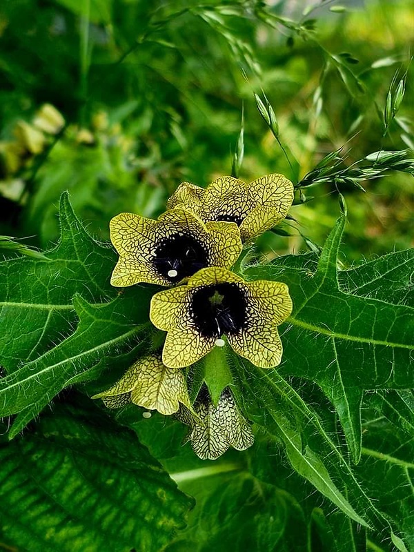 blen čierny Hyoscyamus niger L.