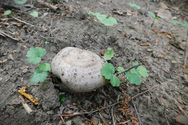 rýdzik kruhovaný Lactarius circellatus Fr.