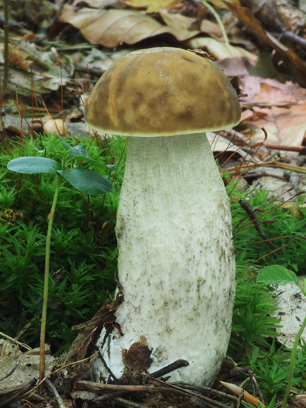 kozák hrabový Leccinum pseudoscabrum (Kallenb.) Šutara