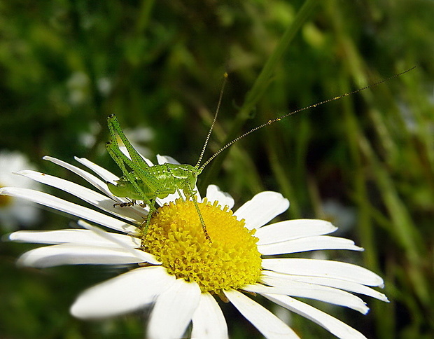 kobylka bielopása Leptophyes albovittata