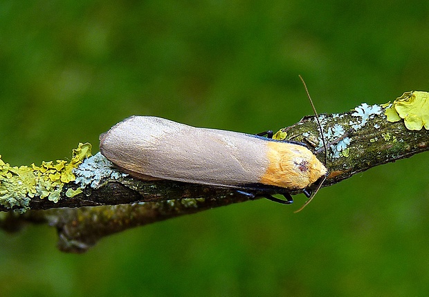 lišajníkovec štvorbodý Lithosia quadra