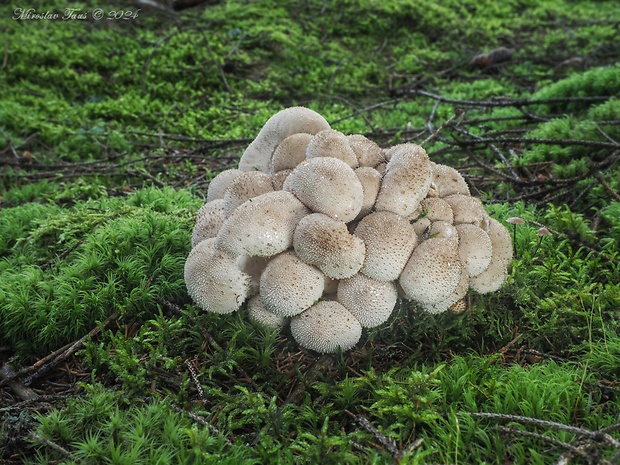 prášnica bradavičnatá Lycoperdon perlatum Pers.