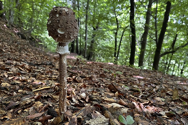 bedľa vysoká Macrolepiota procera (Scop.) Singer