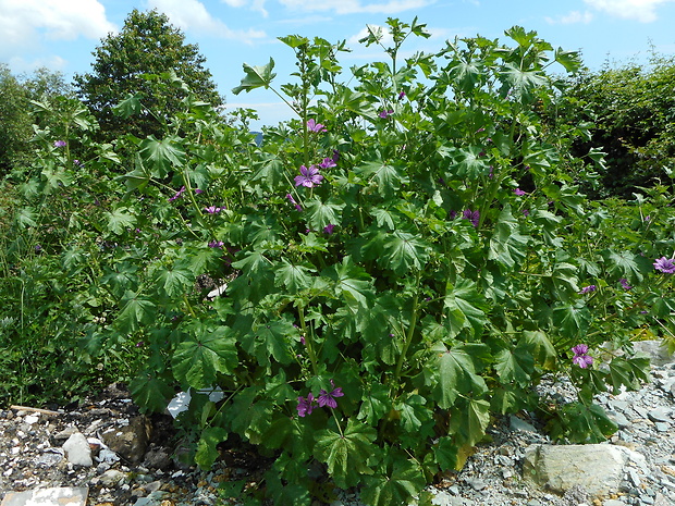 slez lesný Malva sylvestris L.