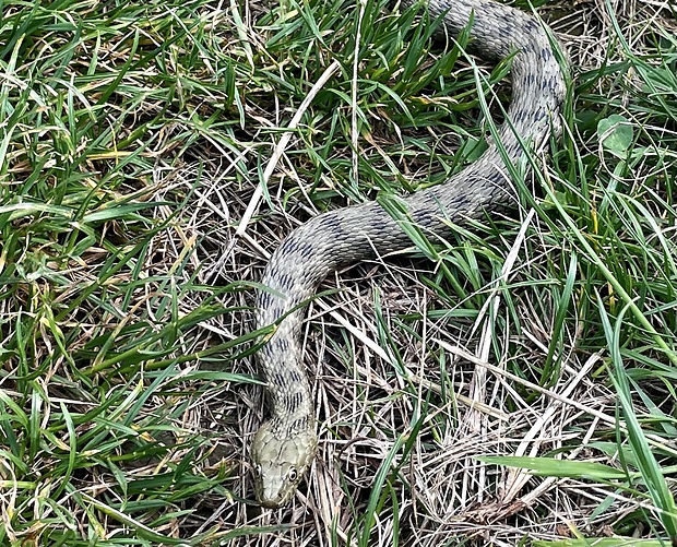 užovka fŕkaná Natrix tessellata