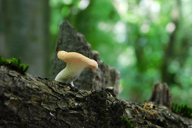 trúdnik veľkopórový Neofavolus alveolaris (DC.) Sotome & T. Hatt.