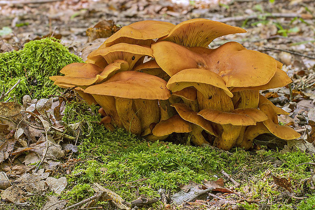 kališník hnedooranžový Omphalotus olearius (DC.) Singer