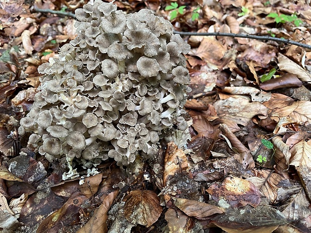 trúdnik klobúčkatý Polyporus umbellatus (Pers.) Fr.