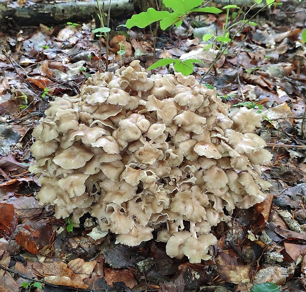 trúdnik klobúčkatý Polyporus umbellatus (Pers.) Fr.