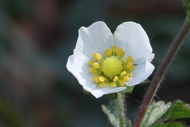 nátržník skalný Potentilla rupestris L.