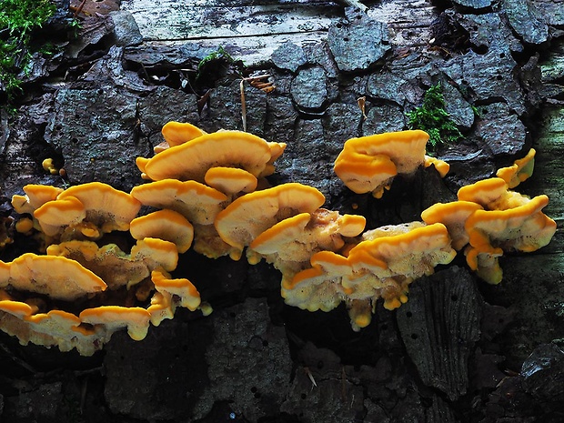 oranžovec vláknitý Pycnoporellus fulgens (Fr.) Donk