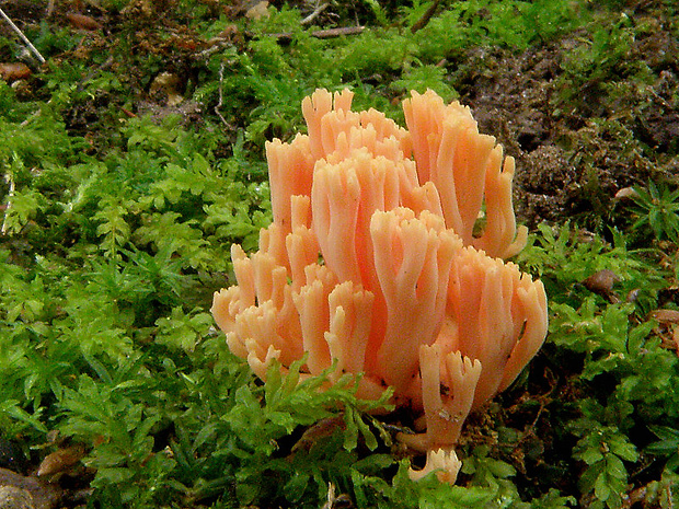 strapačka lososovoružová Ramaria subbotrytis (Coker) Corner